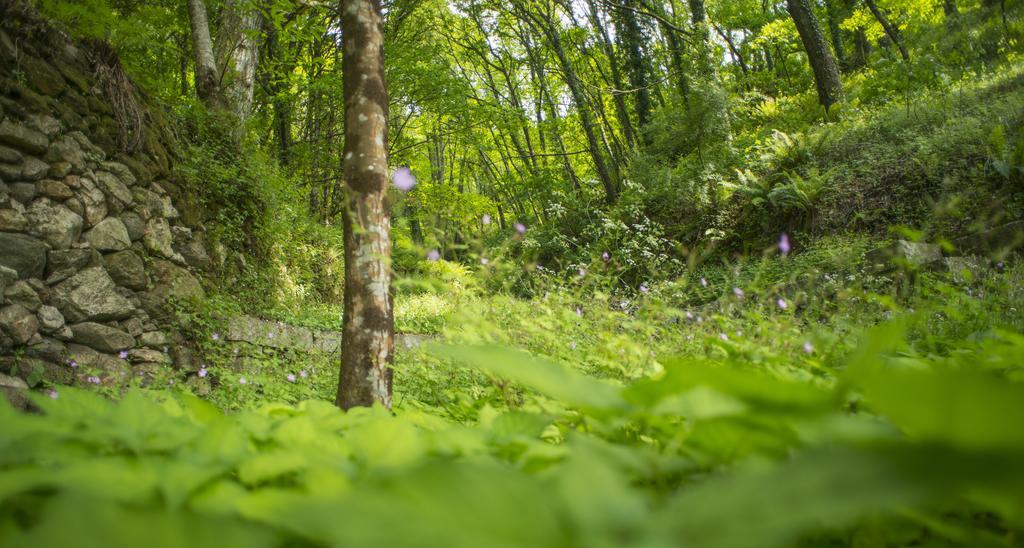 Quinta Do Fontelo Villa Vouzela Dış mekan fotoğraf