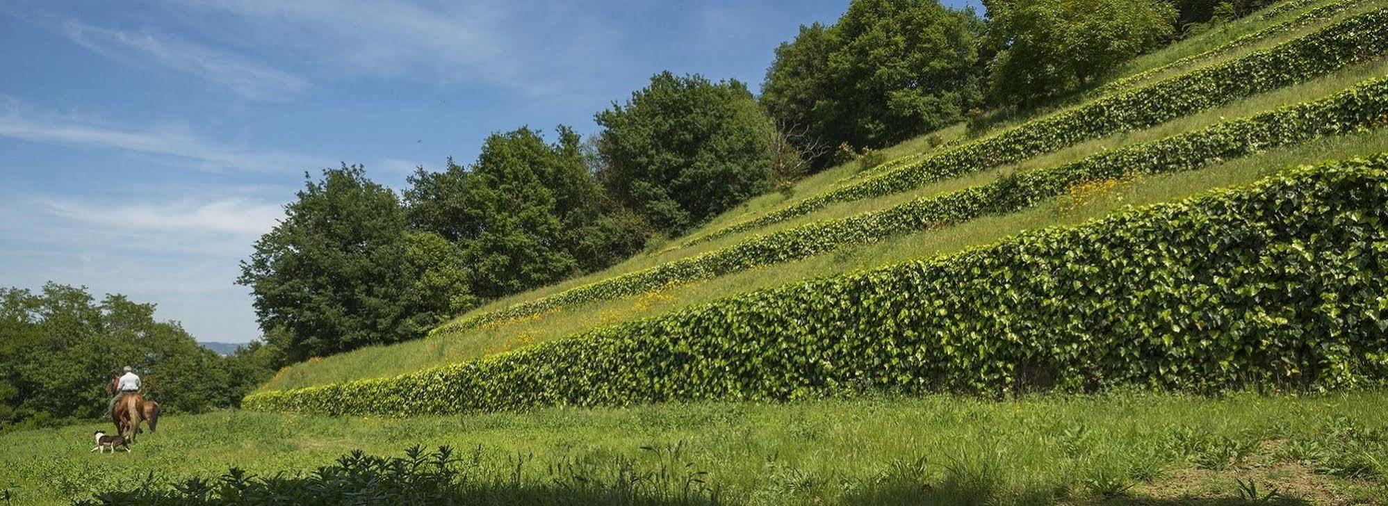 Quinta Do Fontelo Villa Vouzela Dış mekan fotoğraf